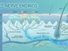 Free Nerve Endings: How Your Body Feels Pain and Heat Free Nerve Endings How Your Body Feels Pain and Heat